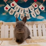 ペットうさぎ専門店 Tiny Rabbit タイニーラビット 埼玉県朝霞市